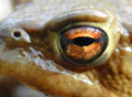 Bufo bufo
